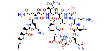 Homophymine C1